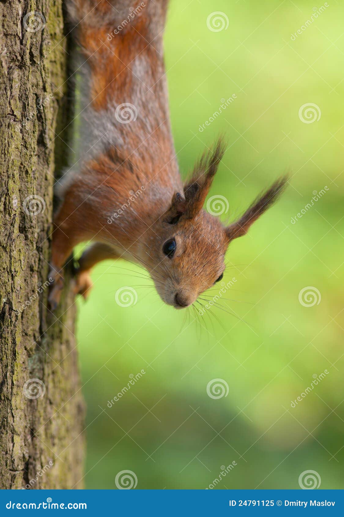 Een nieuwsgierige eekhoorn op boom dichte omhooggaand