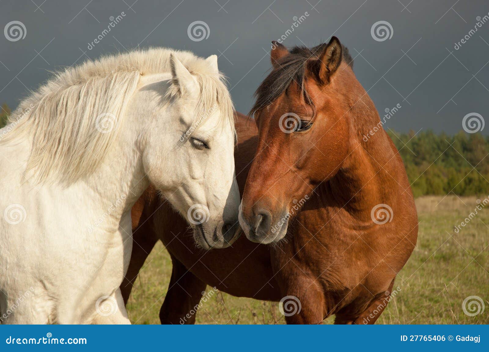 Een paar dat paarden affectie toont. Een wit en bruin paard in het platteland.