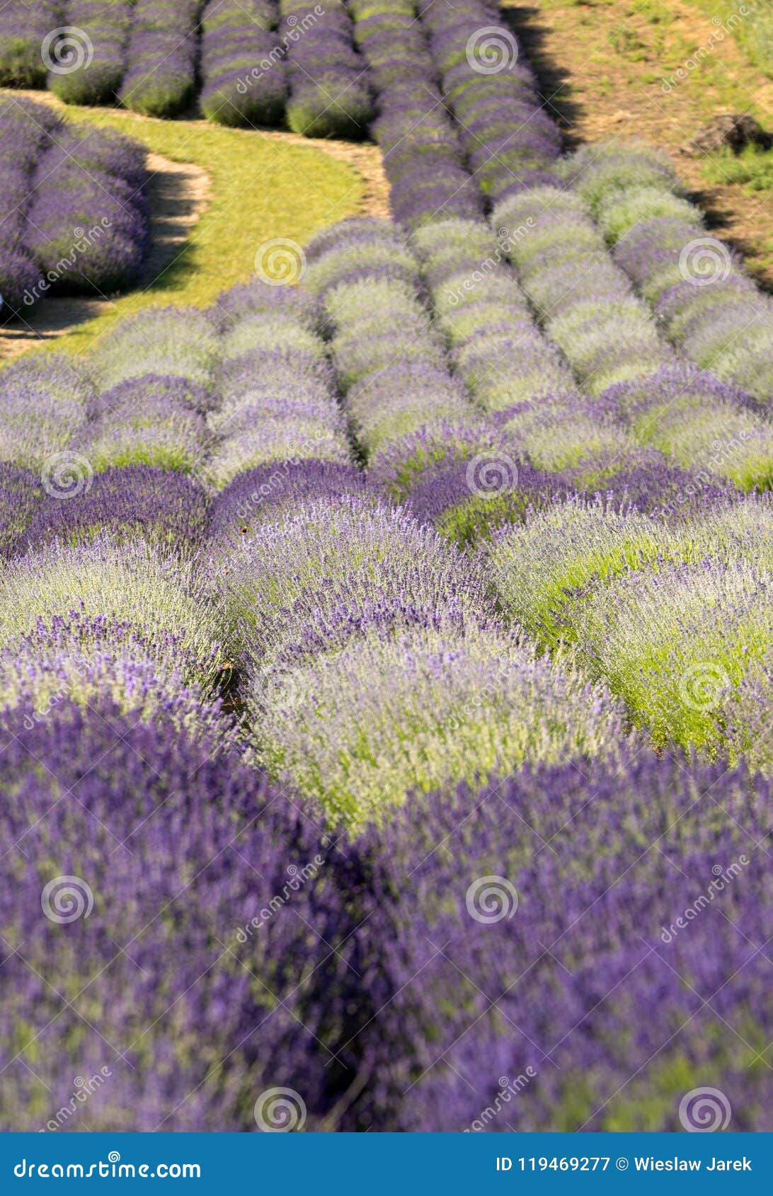 Een Tuinhoogtepunt van lavendel in OstrÃ ³ w 40 km van Krakau De geur en de kleur van lavendel staan bezoekers toe om als in de Provence te voelen