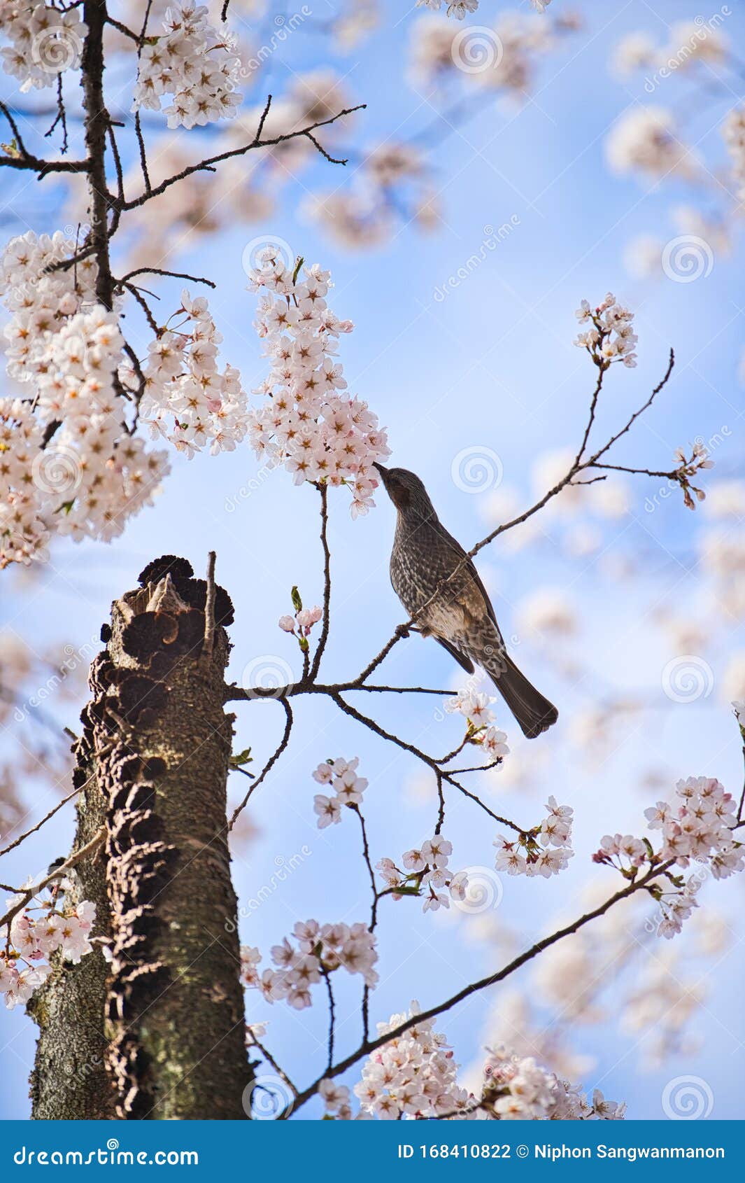 Een Vogel Op Een Tak Van Kersenboom Die Nectar Eet Van Vol Bloei Stock Foto - Image Of Eten, Helder: 168410822