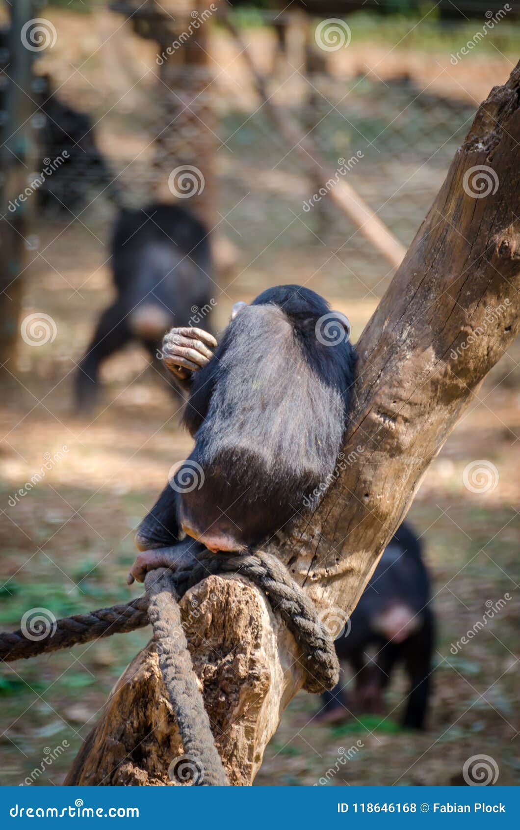 Eenzame chimpanseezitting op boom en het koesteren van met terug naar kijker, Sierra Leone, Afrika