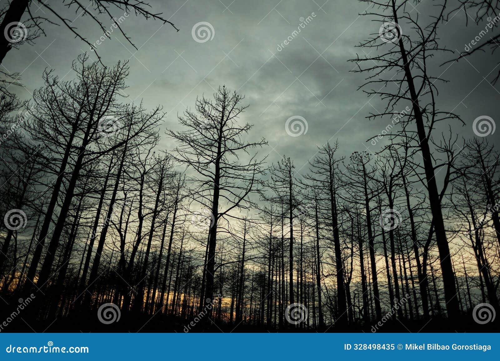 eerie charred forest at dusk