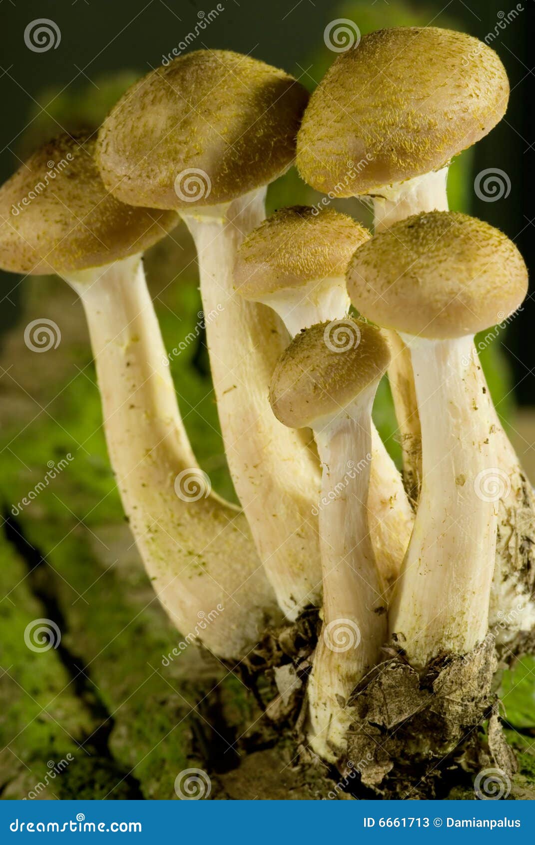 Eetbare Paddestoelen stock afbeelding. Image of vitaminen 6661713