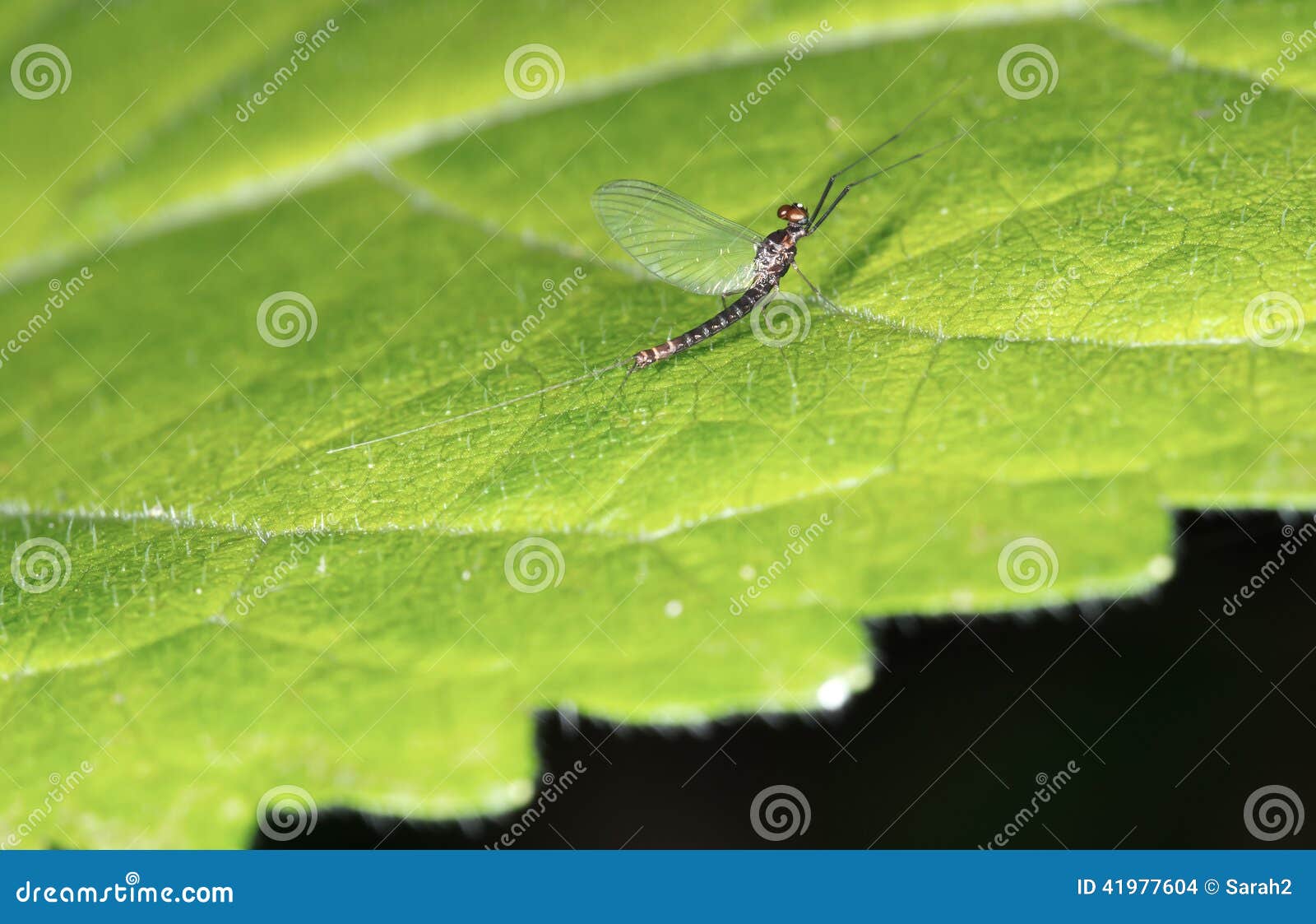 Aka Shadfly Ephemeroptera Foto de archivo - Imagen de hilandero, mosca: 41977604