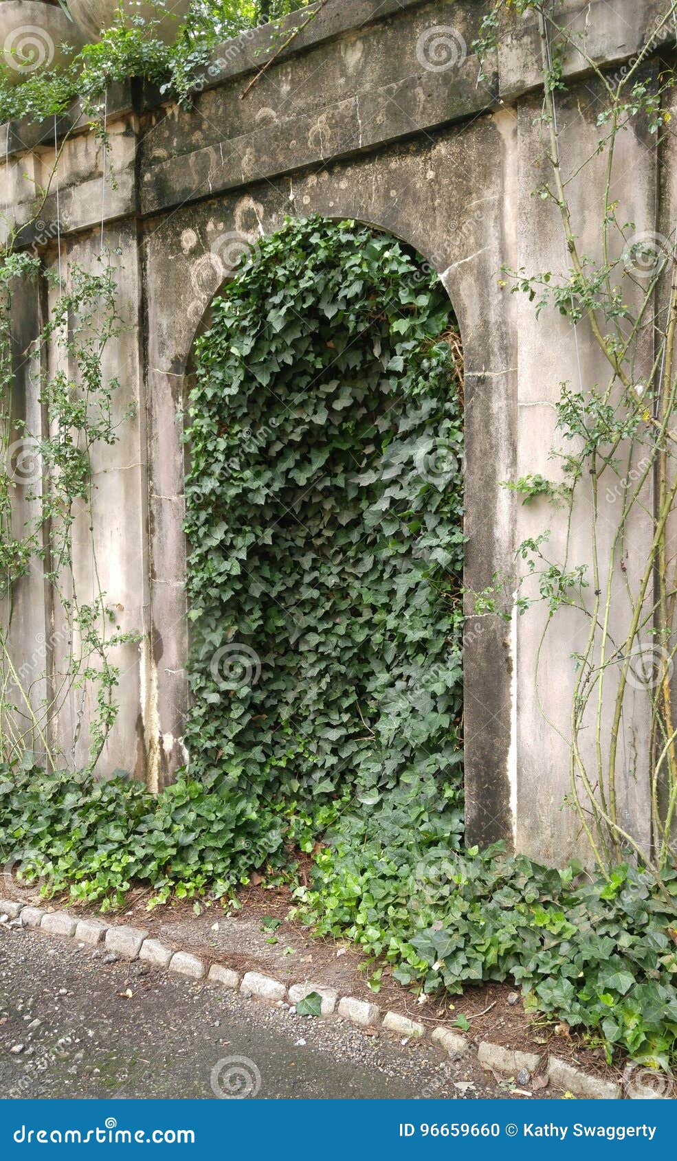 Efeu Und Stein Stockfoto Bild Von Stein Efeu 96659660
