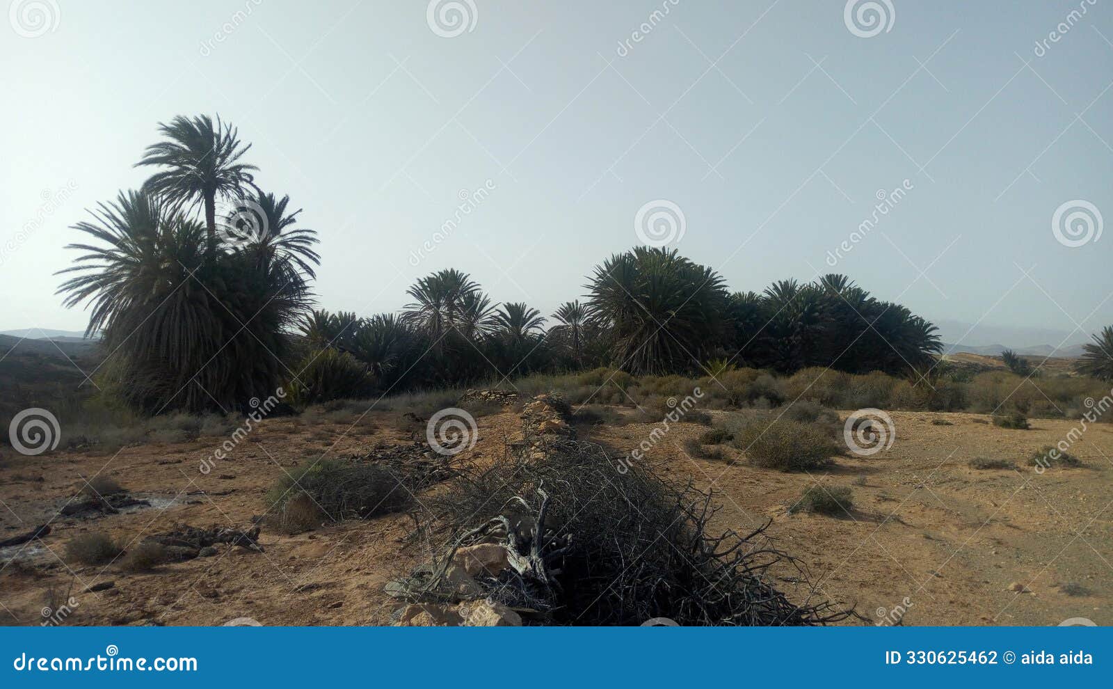 the effect of desertification and drought on fruitful palm trees