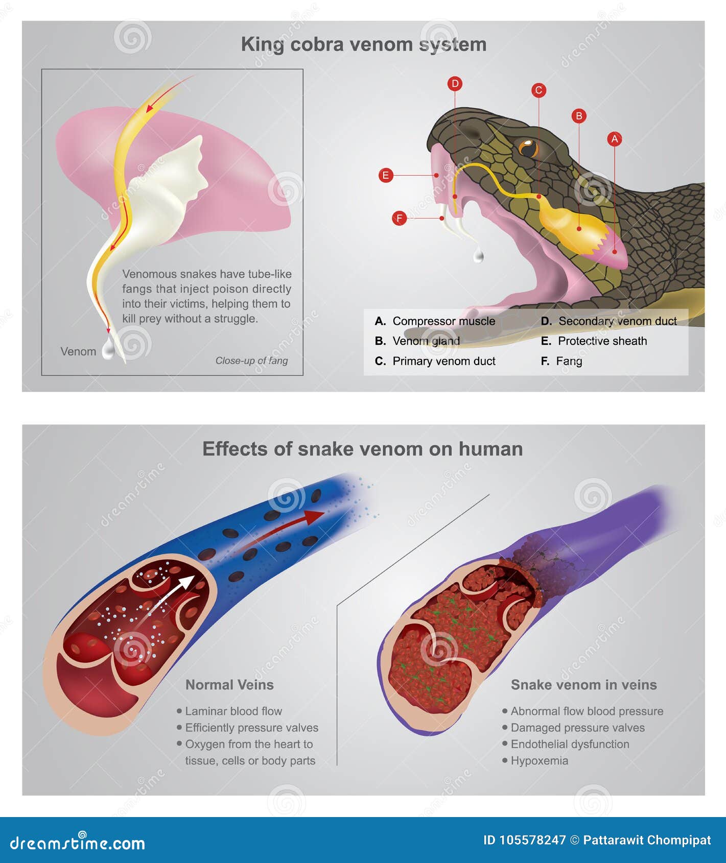effect of snake venom on human. info graphic .