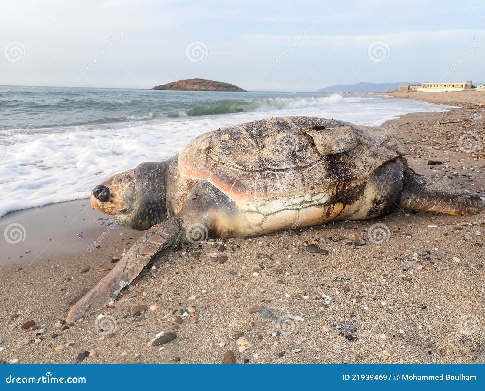 The Effects of Pollution on Animals, the Death of Marine Animals Due To Environmental Pollution of Ocean and Sea Waters, the Death Stock Image - Image of beach, environmental: 219394697 The Effects of Pollution on Animals, the Death of Marine Animals Due To Environmental Pollution of Ocean and Sea Waters, the Death Stock Image - Image of beach, environmental: 219394697