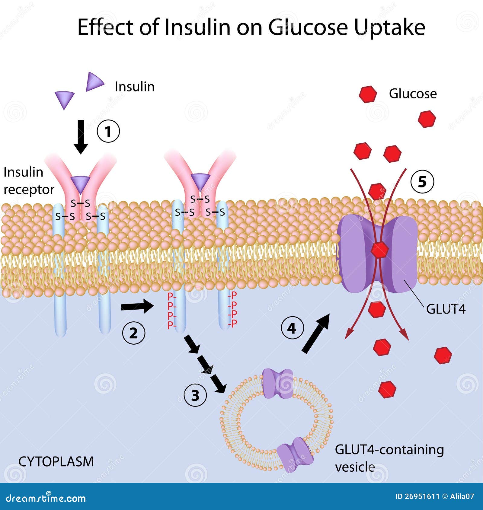 5.8 sugar test blood Sur Effet D'insuline La Prise Glucose de Illustration De