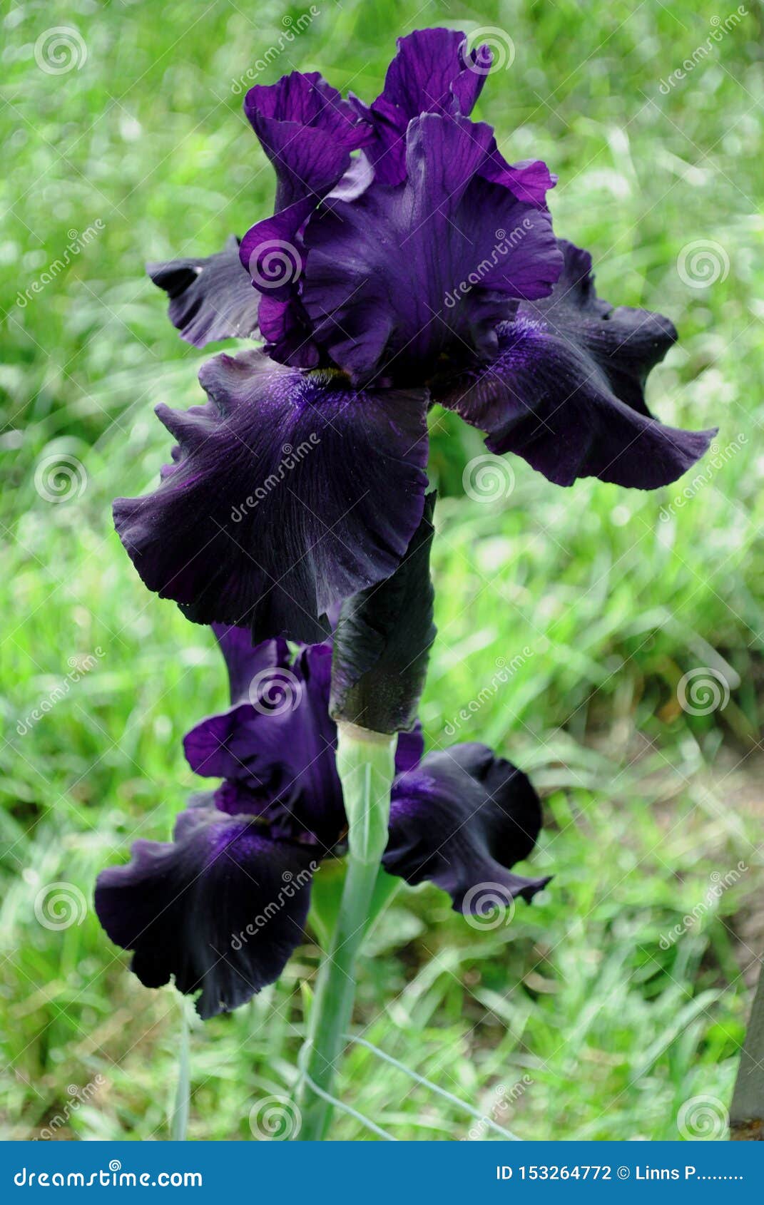 Flower of Iris Â«Black SuitedÂ» in the Garden Stock Photo - Image of  summer, agro: 153264772
