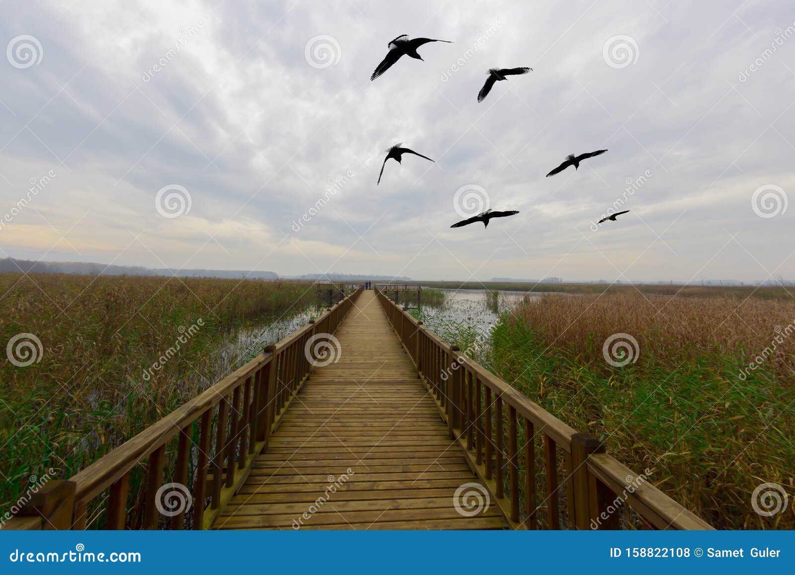 efteni lake with water lily and long pier in duzce, turkey.