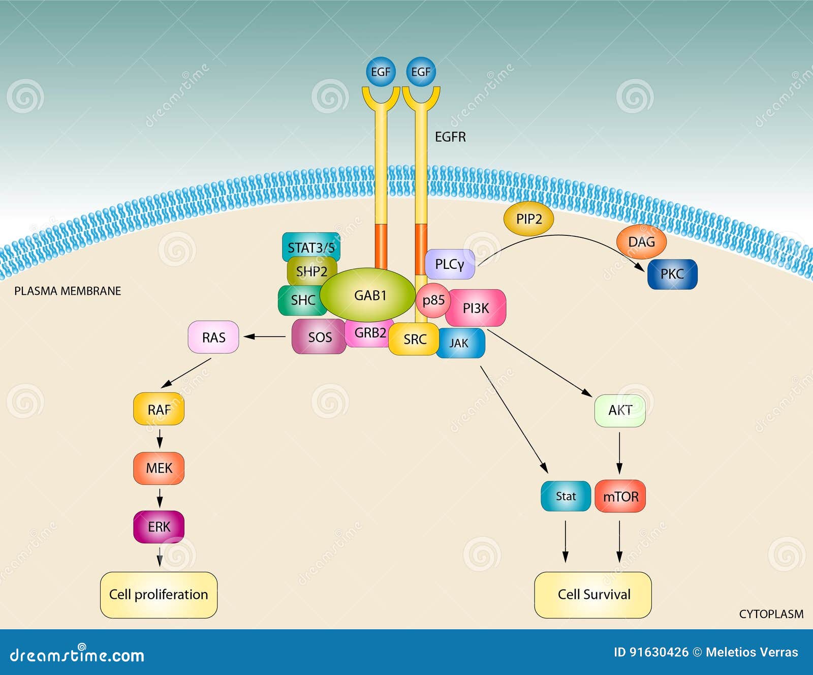cells-free-full-text-egfr-signaling-in-lung-fibrosis