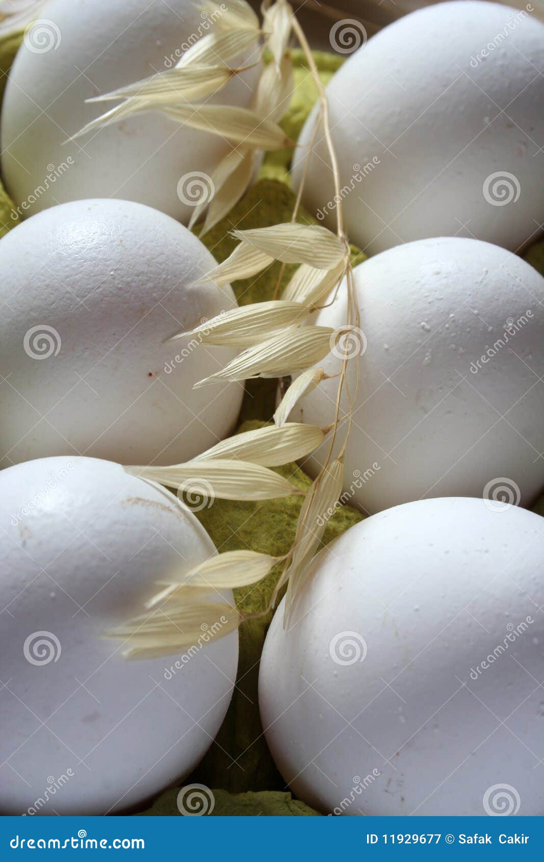 egg