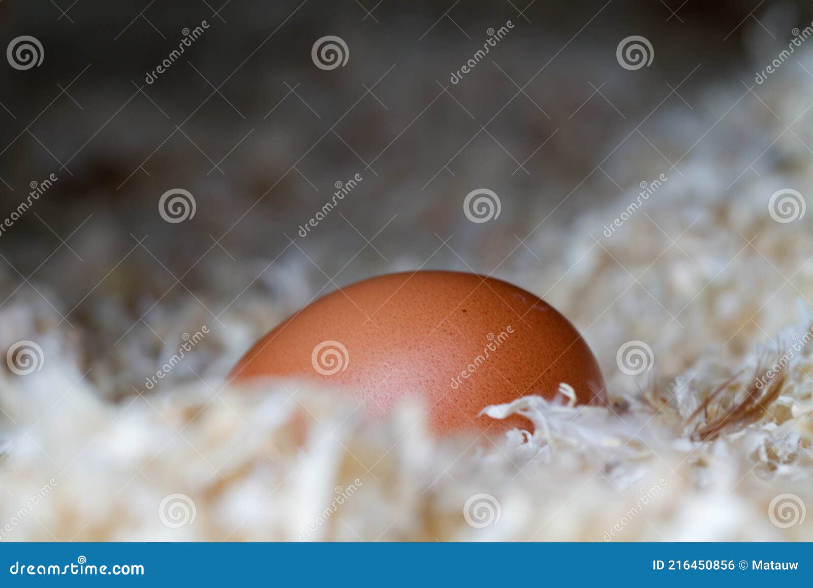Egg in chicken coop stock photo. Image of farming, agriculture 216450856