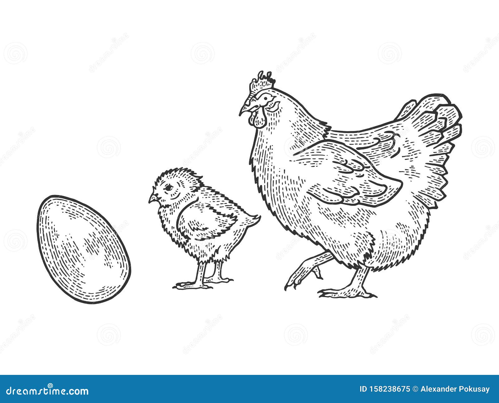 Vector drawing, sketch chicken. The bird is domestic. 17781456 Vector Art  at Vecteezy