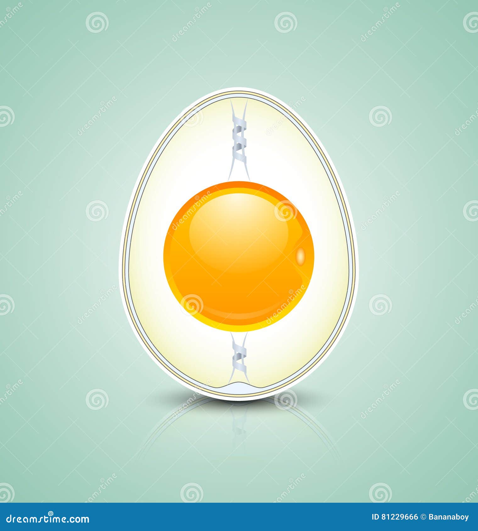 egg cross section icon