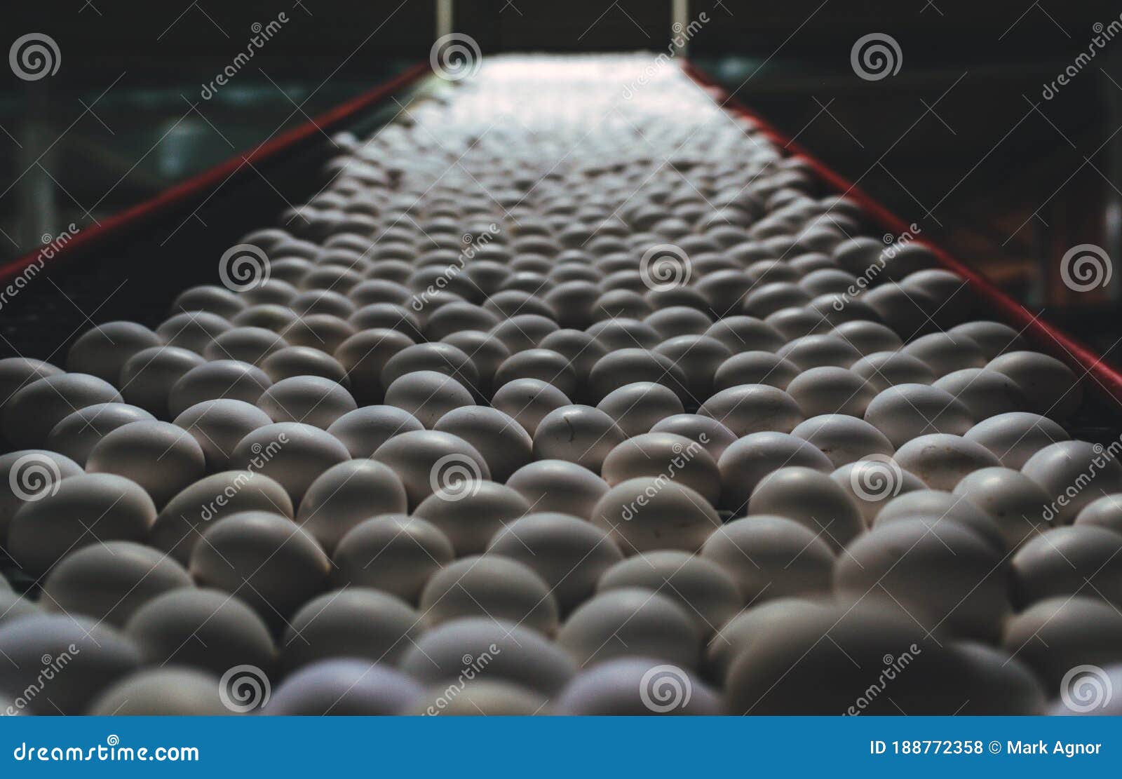 egg factory industry poultry conveyor production