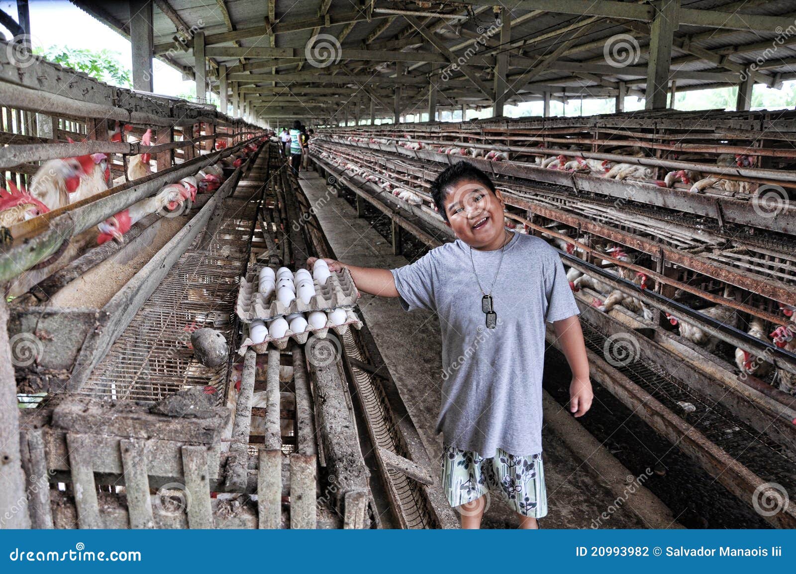 Egg Harvesting stock photo. Image of background, grass 20993982