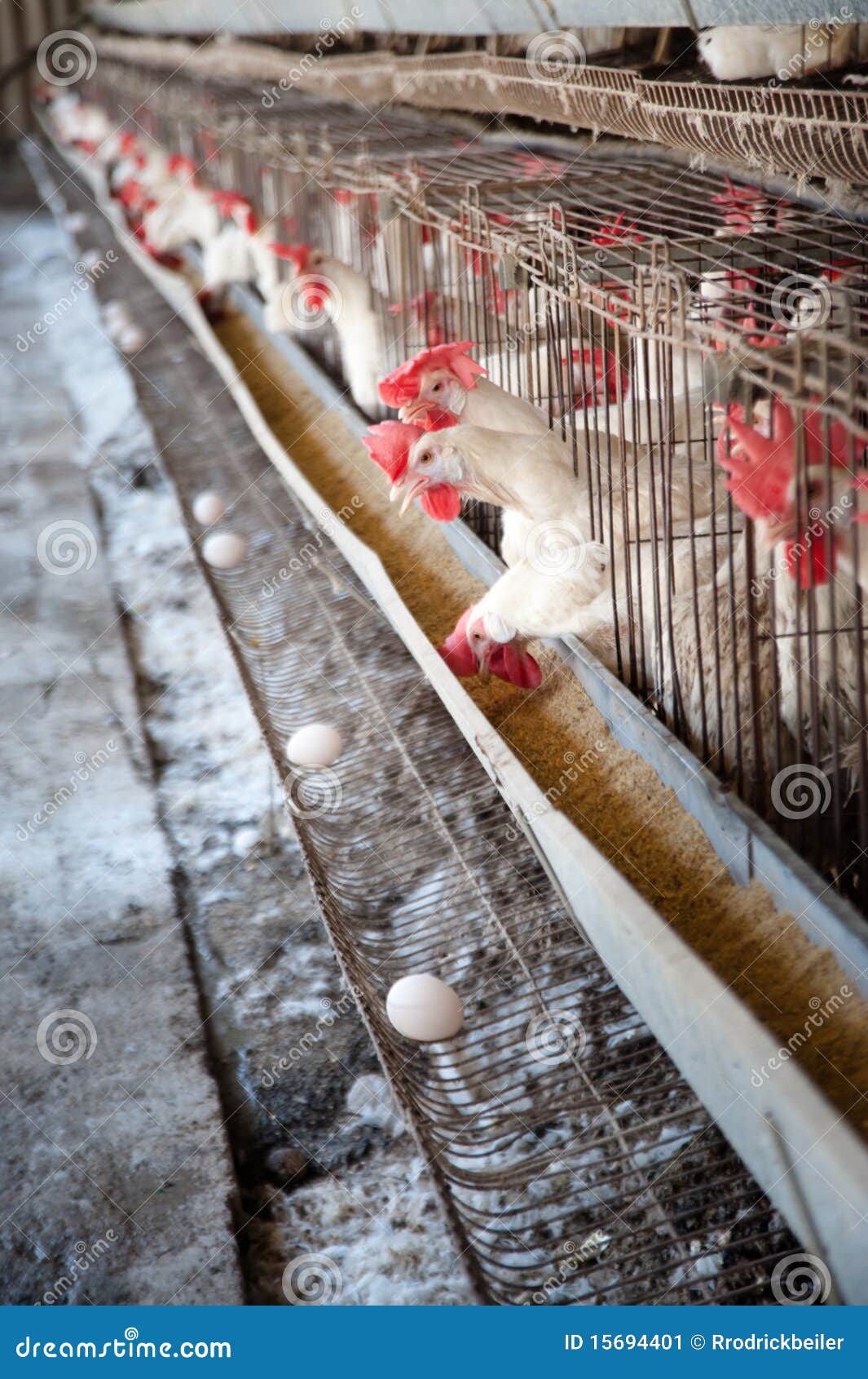 Egg Hen House Stock Image - Image: 15694401