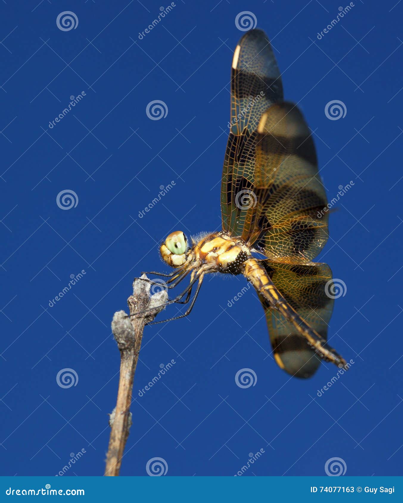 Egg laden stock image. Image of blue, brown, wings, head 74077163