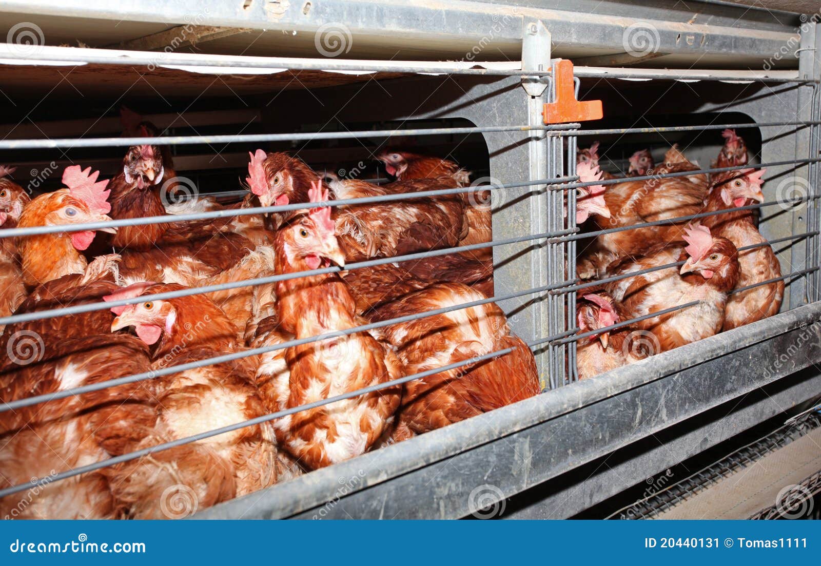 Egg Laying Chicken in Cage in Farm Stock Image Image of brownish