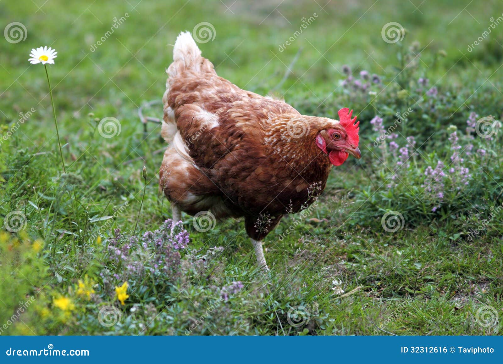 Chicken Or Hen On A Green Meadow Stock Photo - Download Image Now