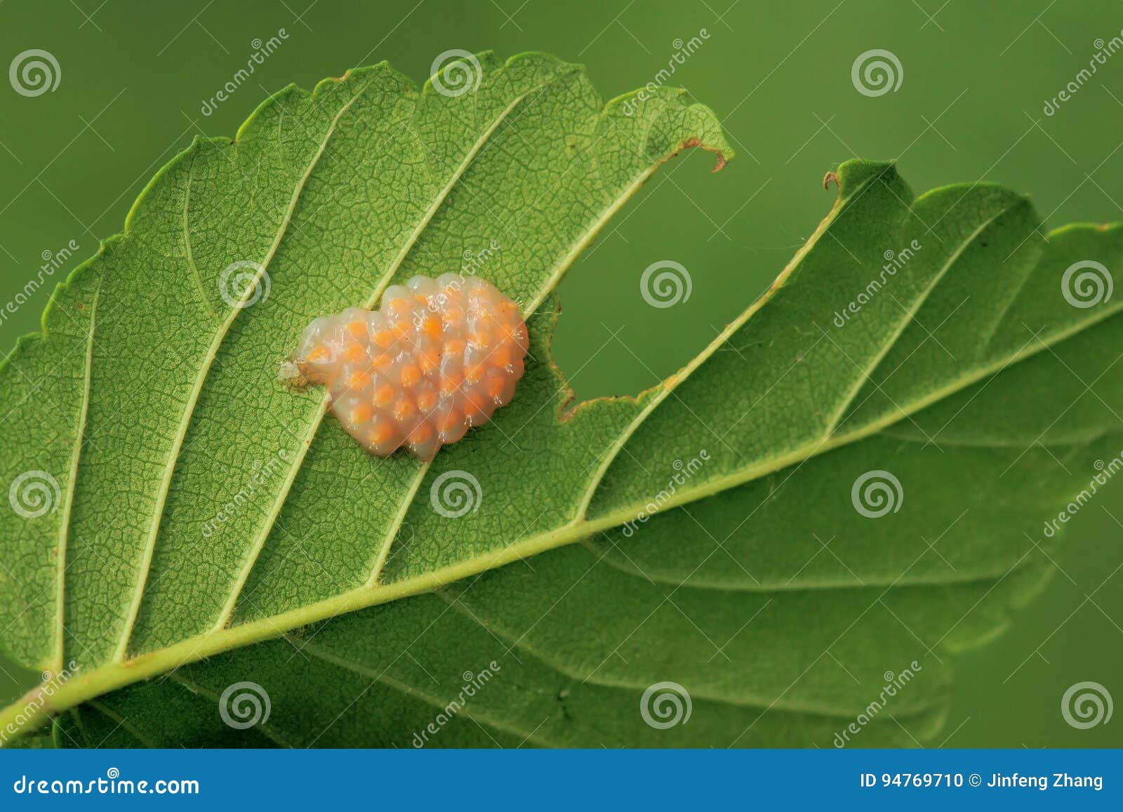 Egg mass of stink bug stock photo. Image of bugs, insect 94769710