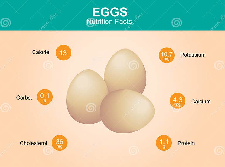 Egg Nutrition Facts, Egg with Information, Eggs Vector Stock Vector