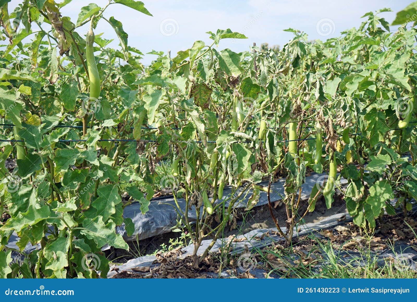 Egg Plant Wilt Disease Symptom Stock Image Image of dead, summer