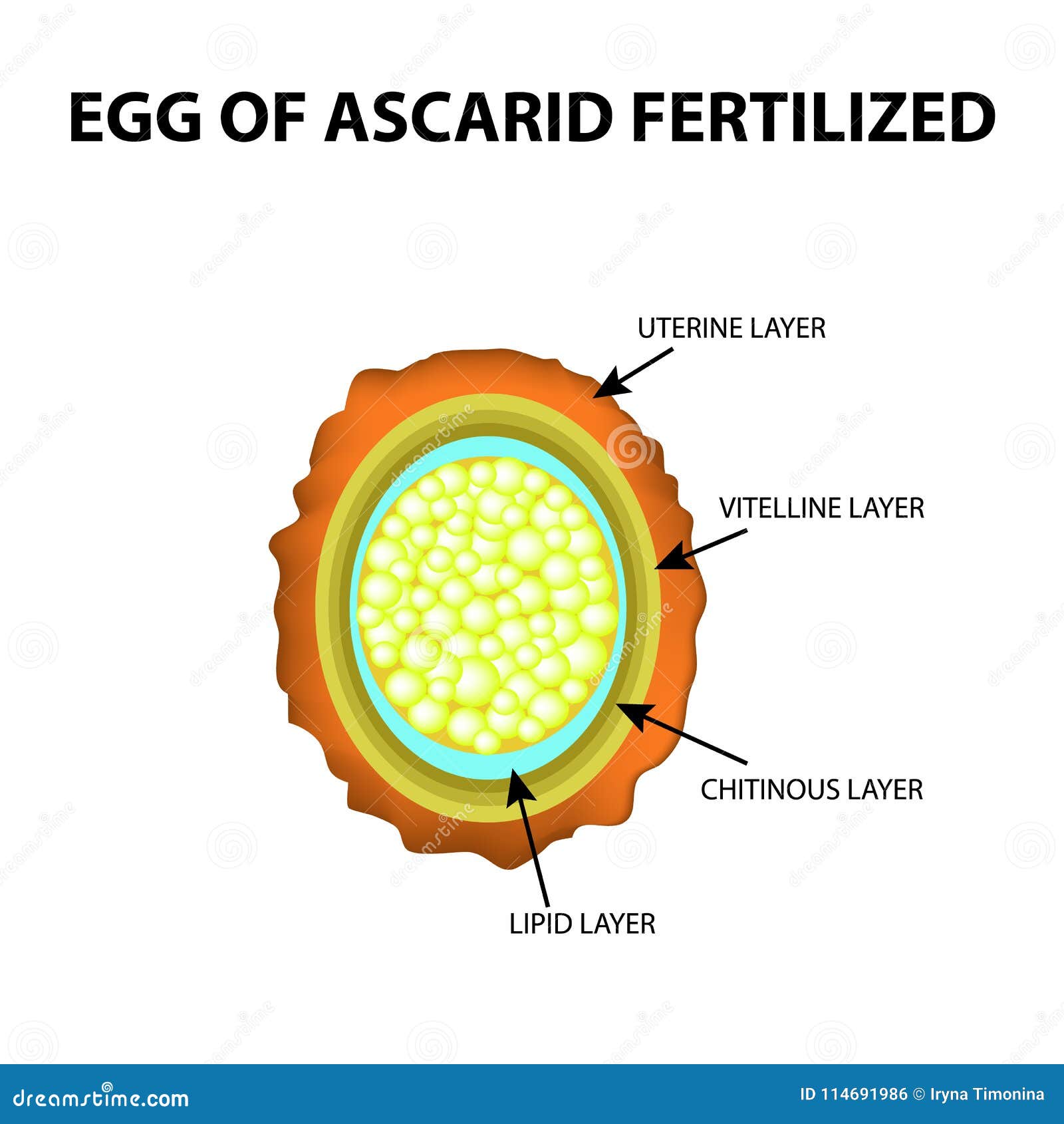 Ascaris Labelled Diagram