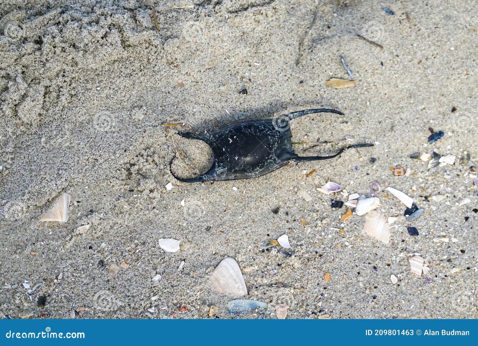 Egg Sack of a Skate Fish on a Sand Background Stock Image Image of