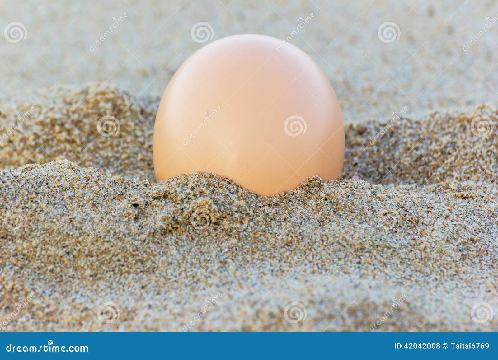 Egg at sand beach stock photo. Image of turtles, turtle 42042008