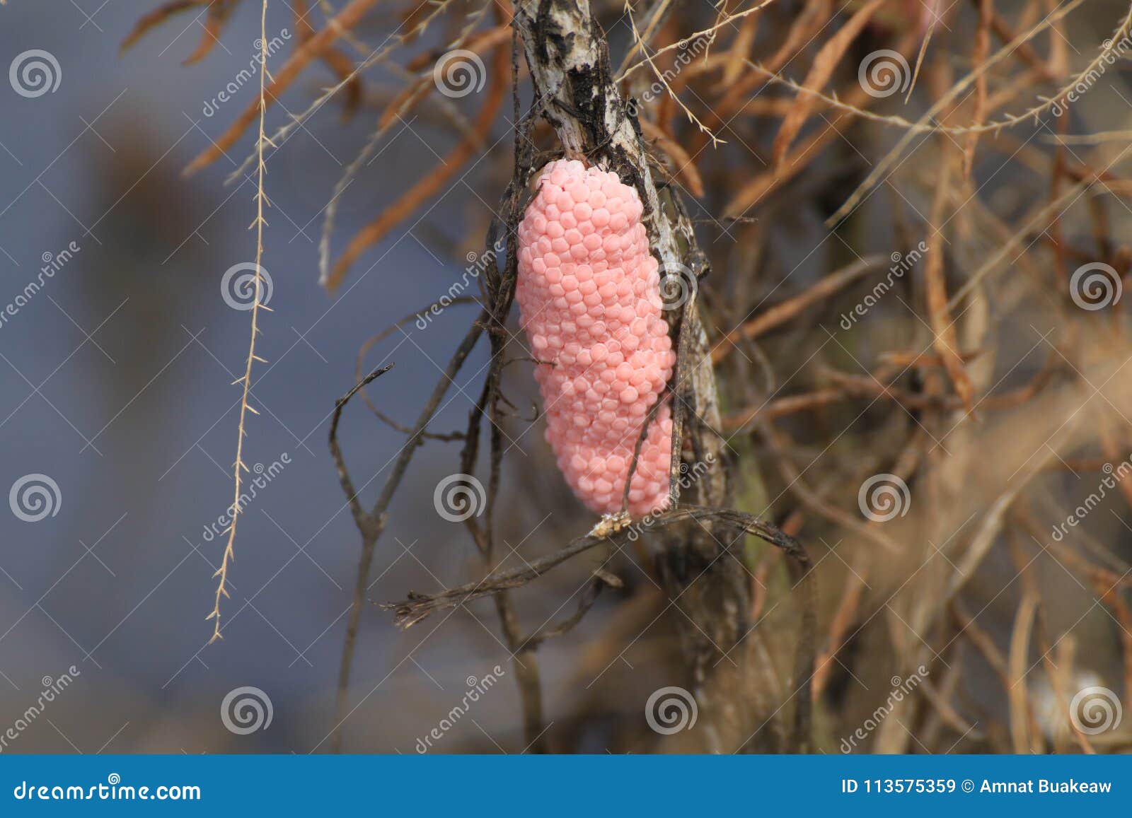 egg shells cherries in rice farm nature, snail pink eggs or pomacea canaliculata, eggs of golden apple snail