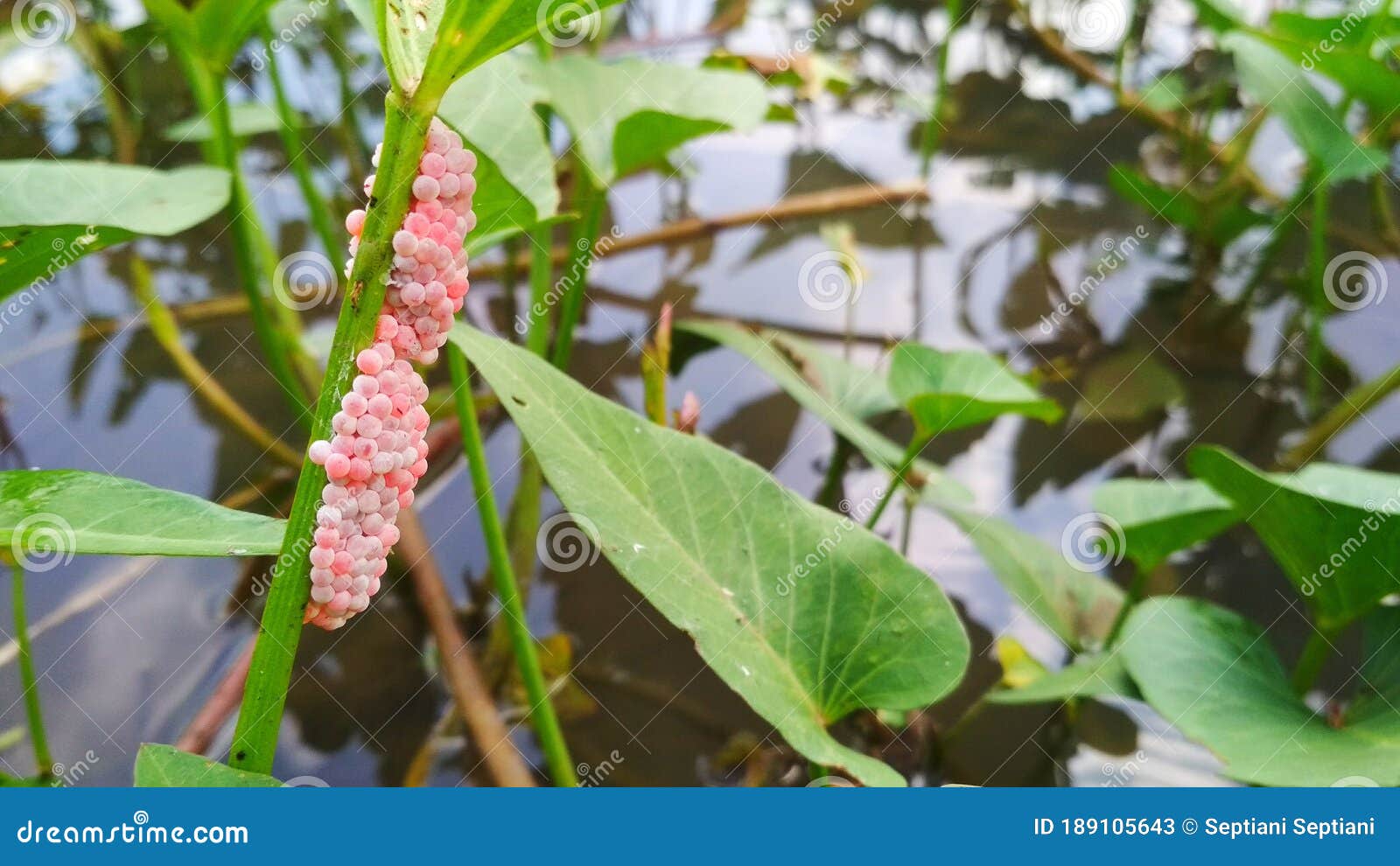 Egg snail in the leaves stock image. Image of garden 189105643