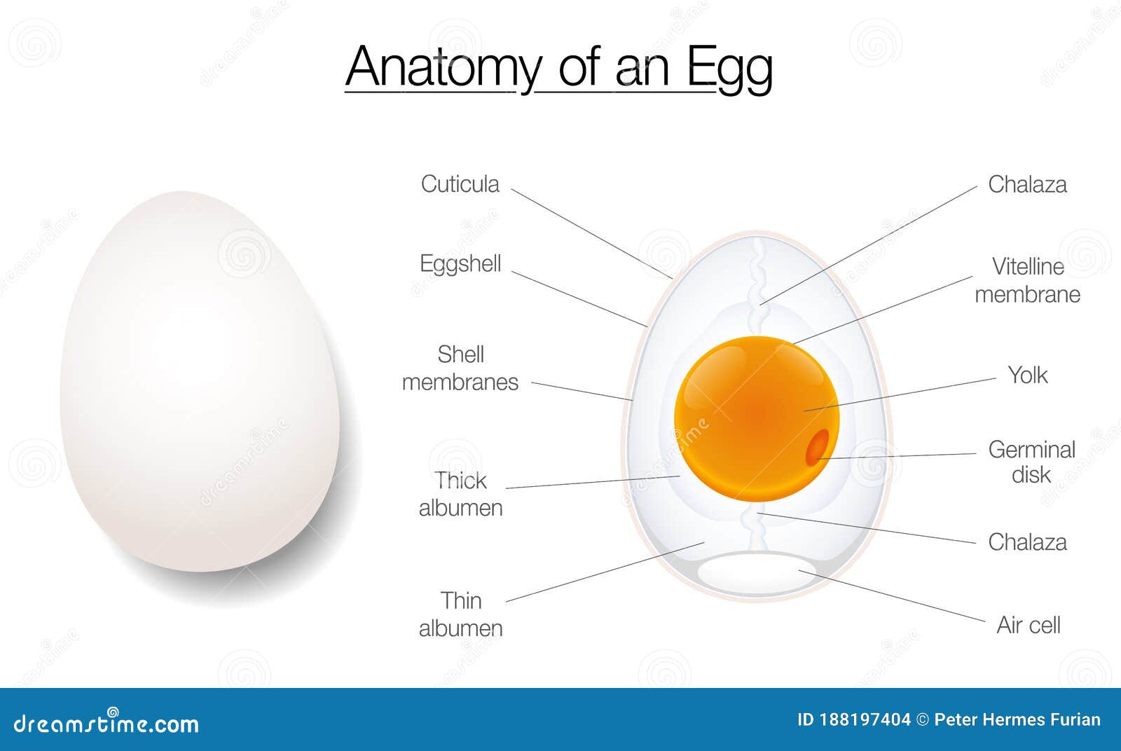 egg structure anatomy diagram chart names