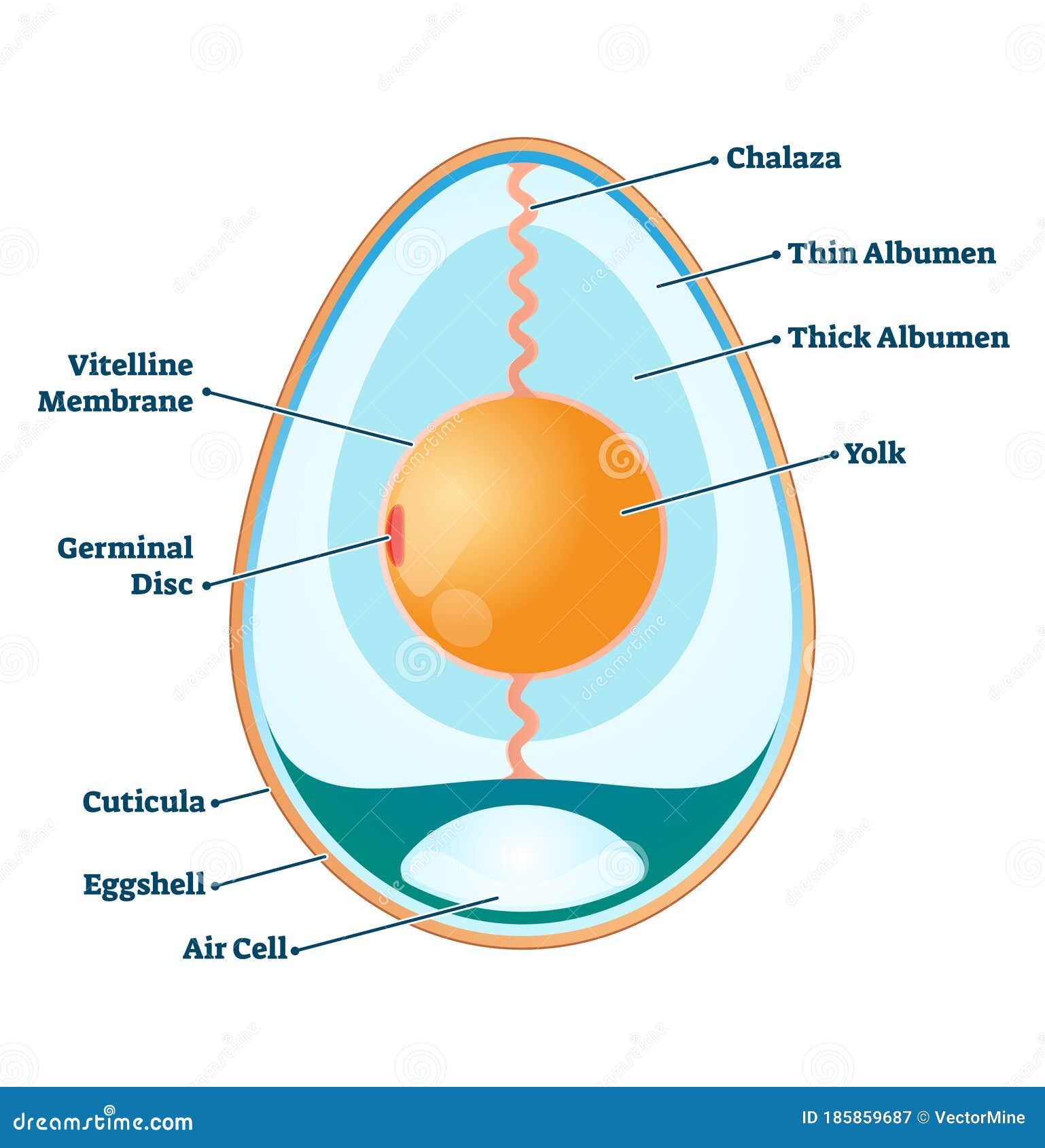 egg structure  . labeled educational anatomy info scheme.