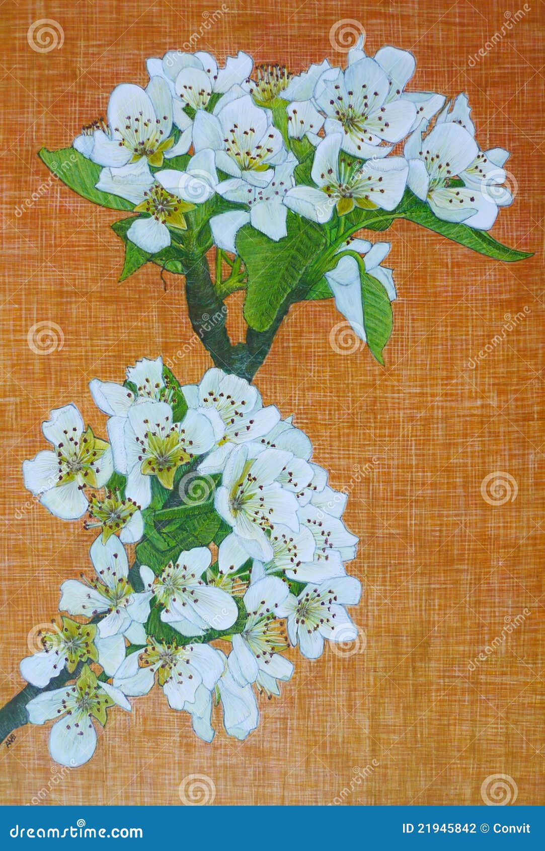 egg tempera painting of pear blossom
