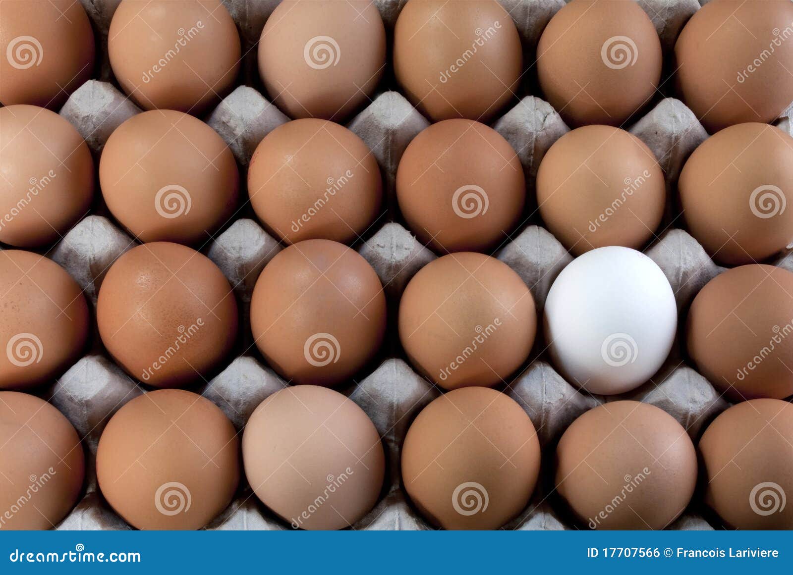 An Egg White into Brown Eggs, Visible Minority Stock Photo Image of