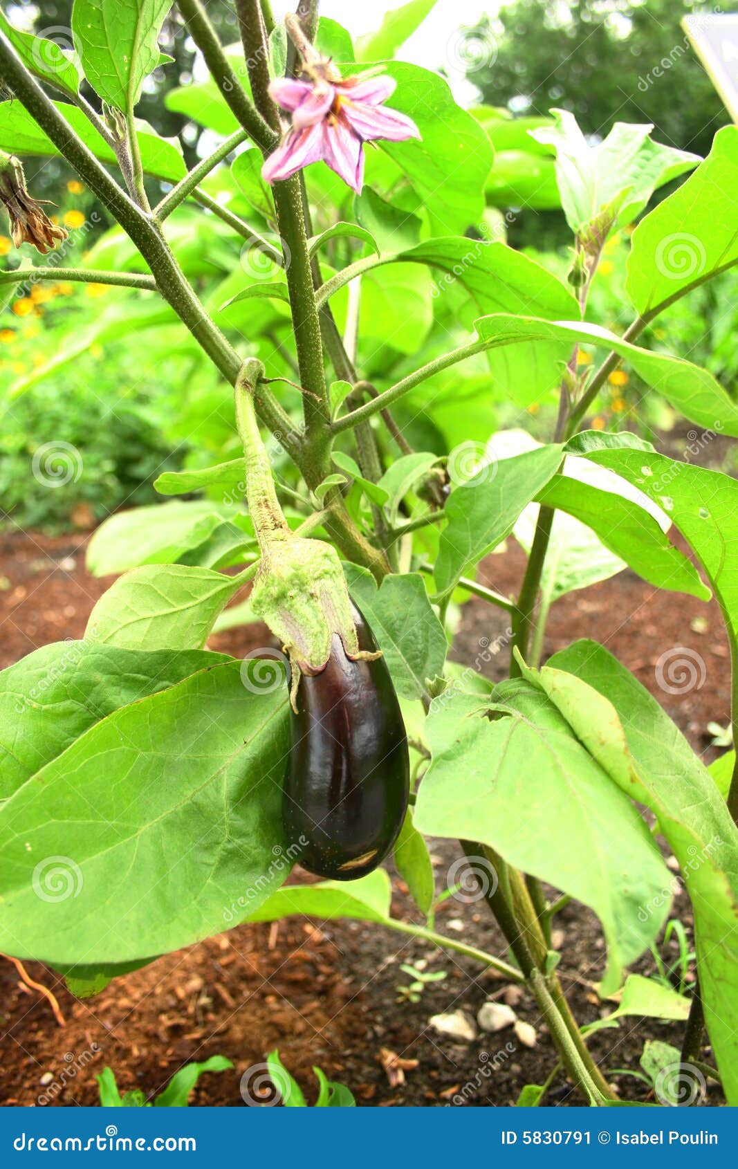 eggplant