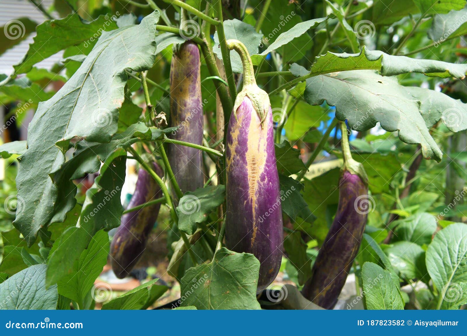 Eggplant Or Aubergine Is Also Known As Brinjal Stock Photo Image Of