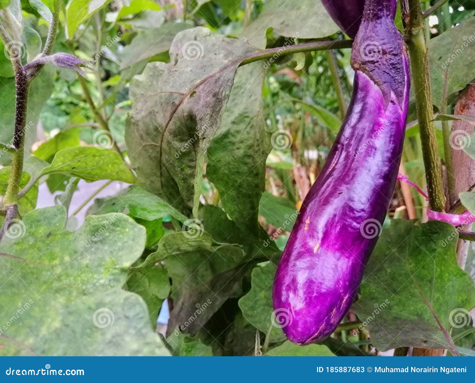 Eggplant or Aubergine or Brinjal Fresh on the Tree Stock Image Image