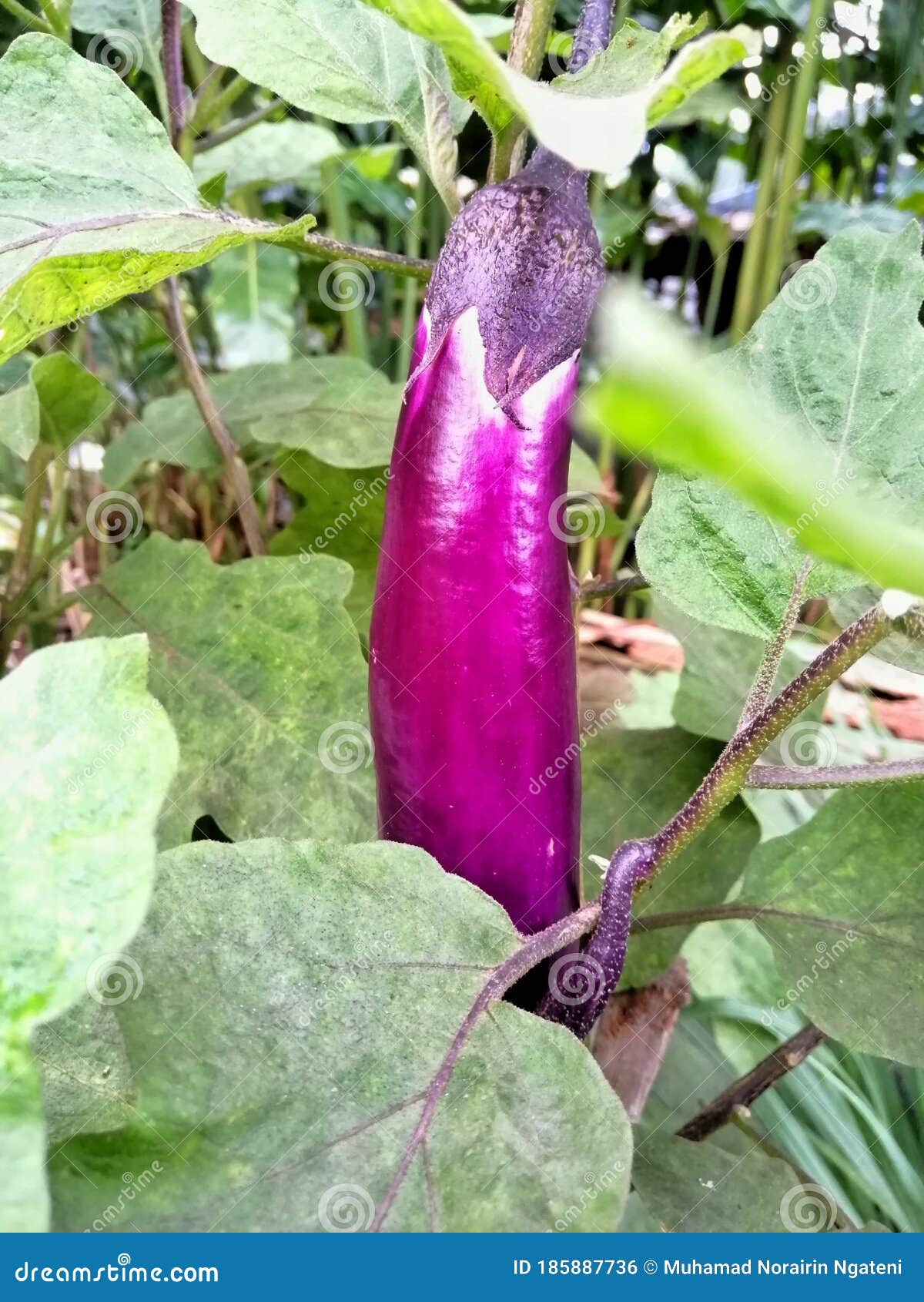 Eggplant or Aubergine or Brinjal Fresh on the Tree Stock Photo Image
