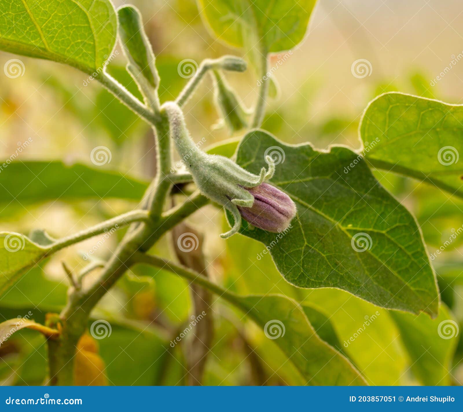 Eggplant Blooms on the Plant Stock Image Image of garden, food 203857051