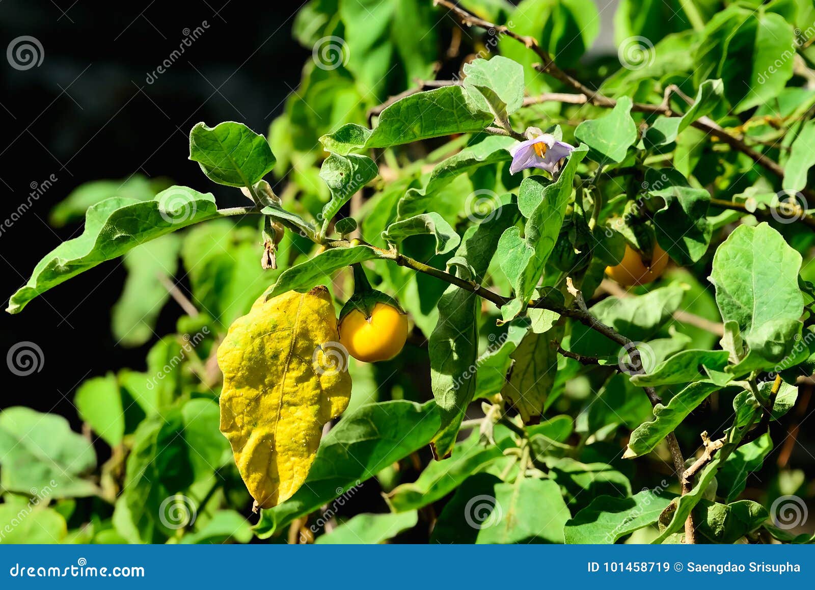 Eggplant stock image. Image of nutrition, green, ferox 101458719