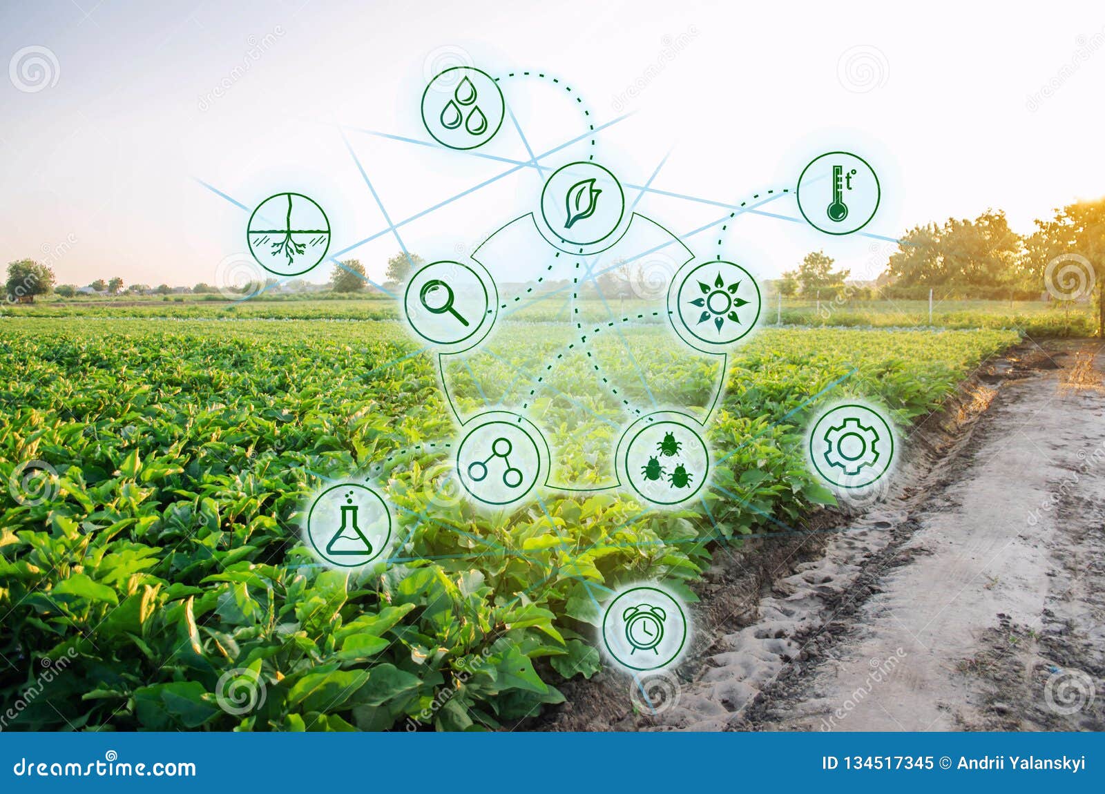 Eggplant in the Field. Scientific Work and Development of New Methods