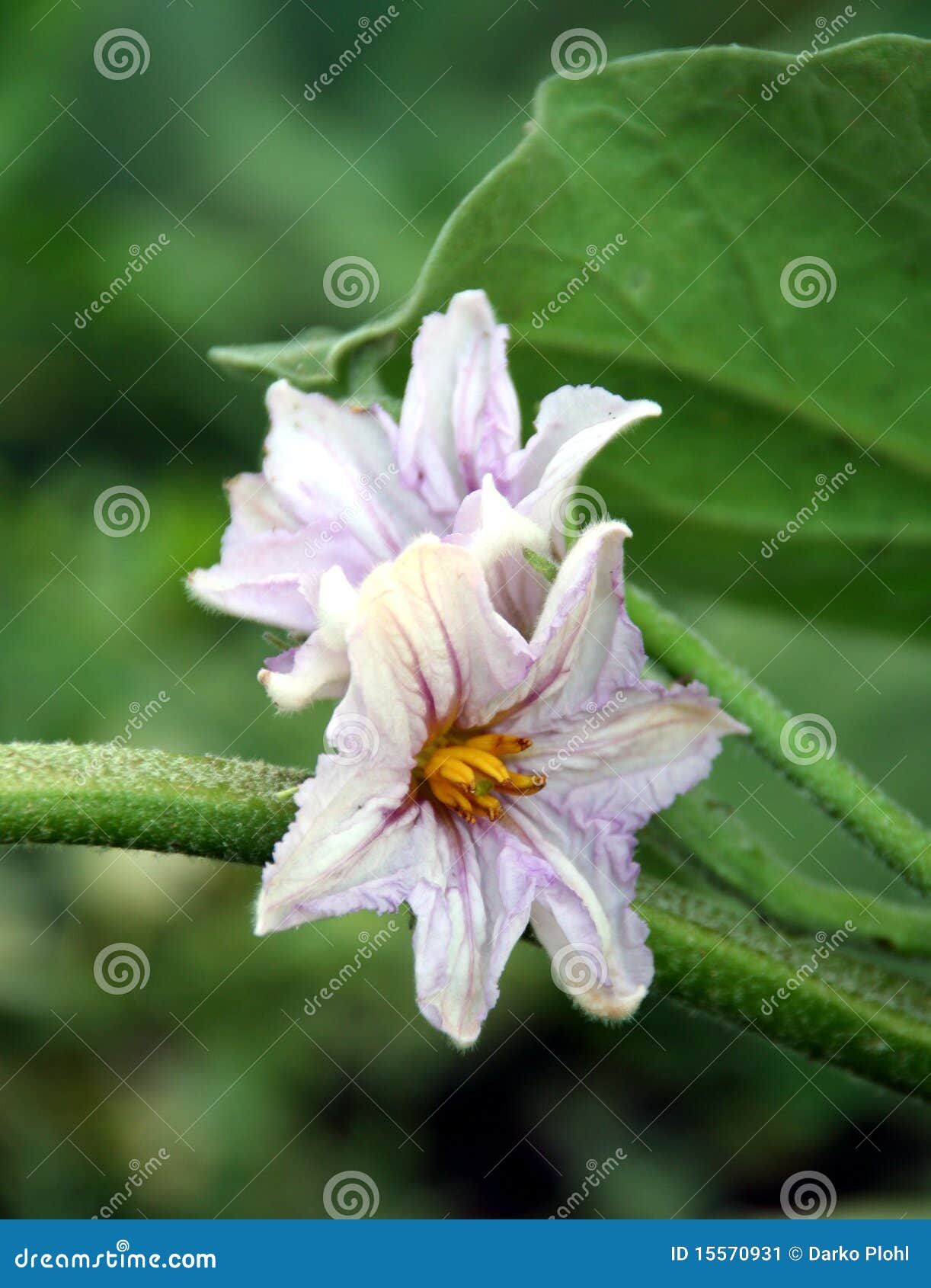 Eggplant flower stock image. Image of macro, vegetable 15570931