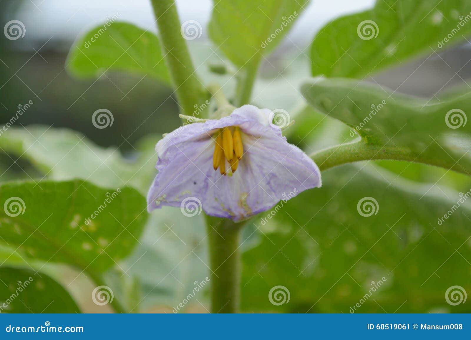 Eggplant flower stock image. Image of garden, thai, natural 60519061