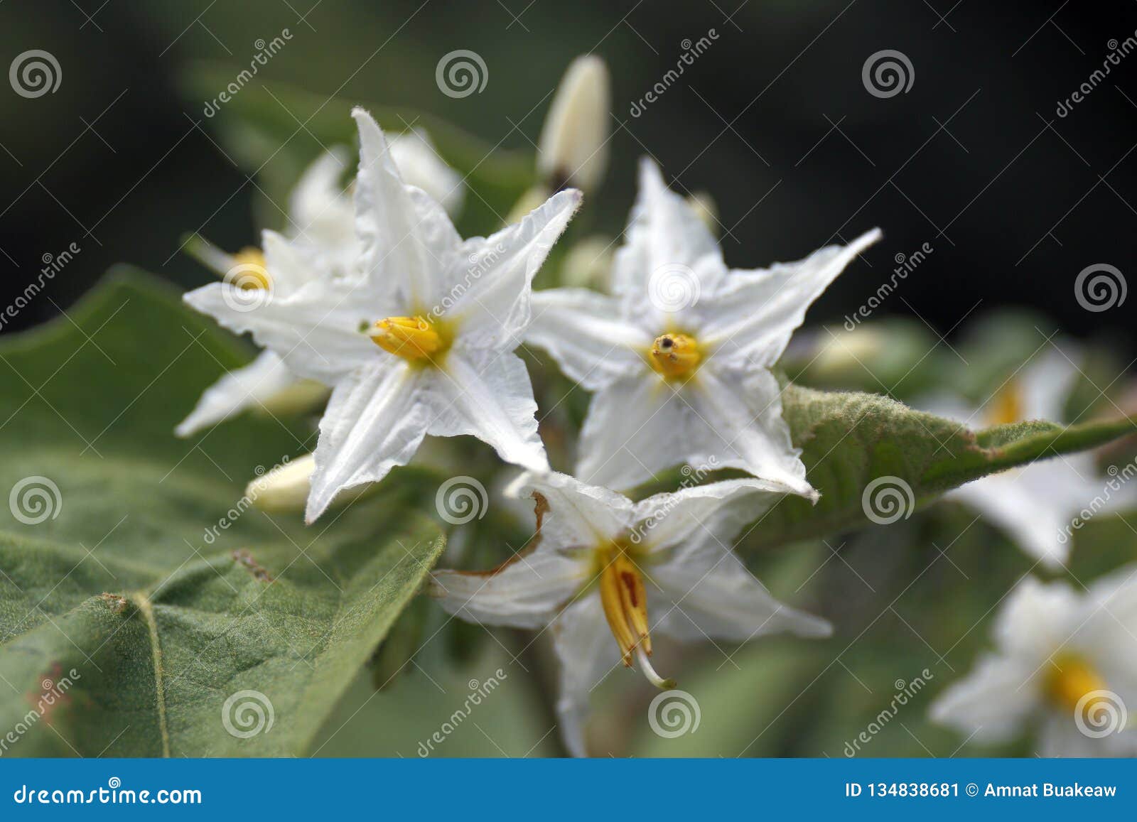 Eggplant Flower White Bloom, White Flower of Eggplant in Nature