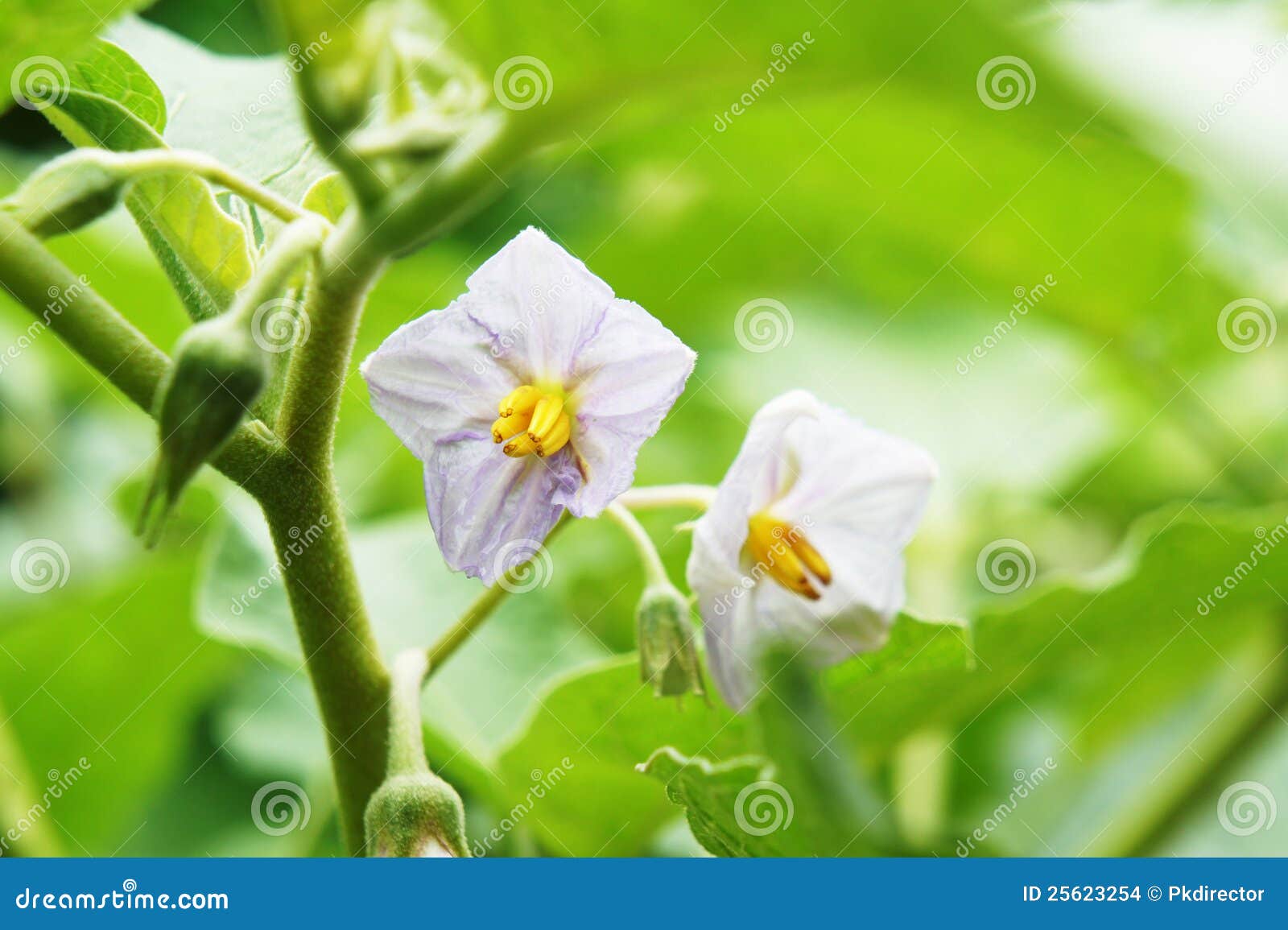 Eggplant flowers stock photo. Image of little, culinary 25623254