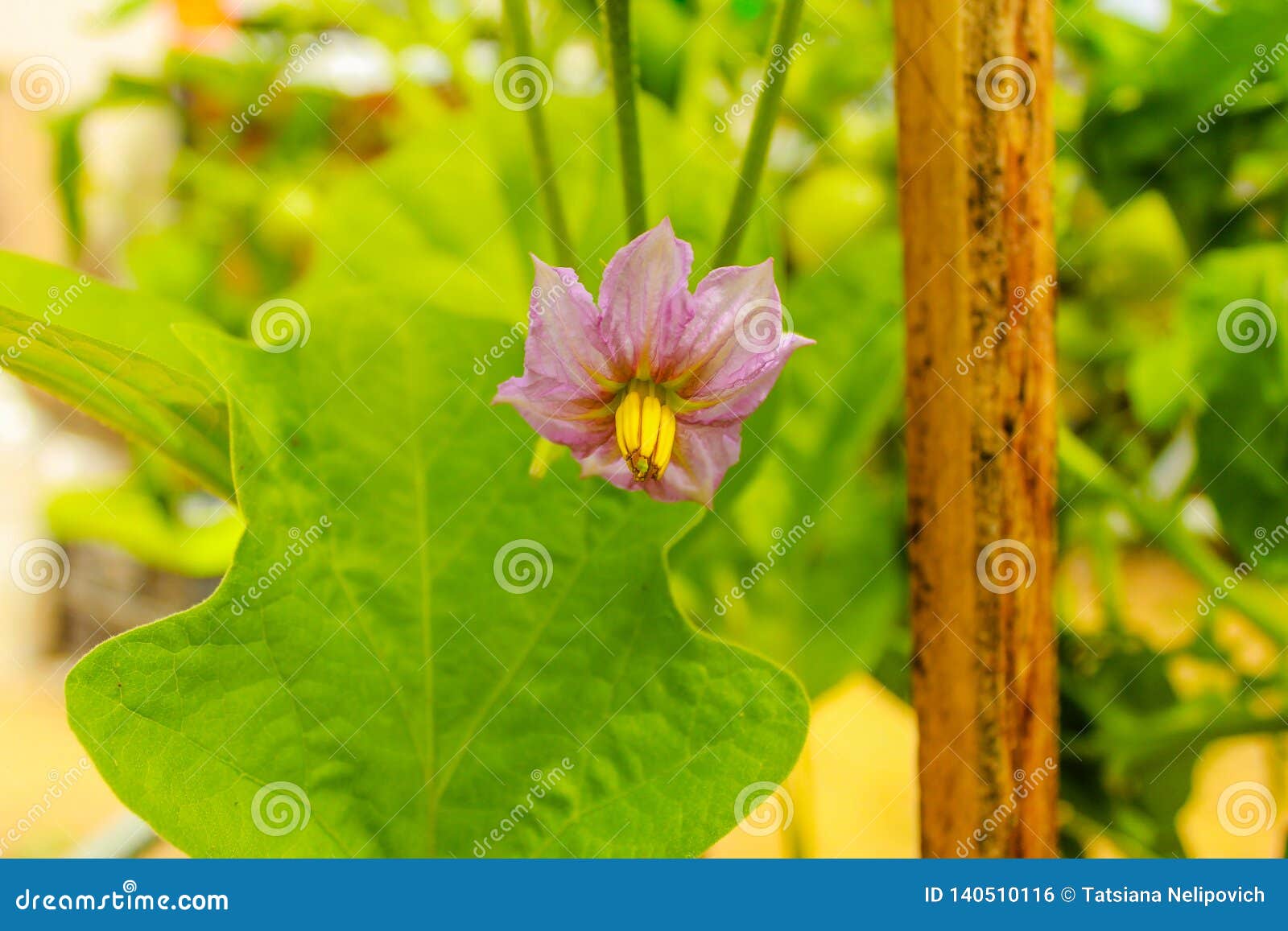 Eggplant Flowers Blooming in the Garden. Agriculture Stock Photo